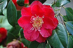 Grand Prix Camellia (Camellia japonica 'Grand Prix') at Lakeshore Garden Centres