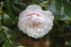 Tomorrow's Tropic Dawn Camellia (Camellia 'Tomorrow's Tropic Dawn') at Lakeshore Garden Centres
