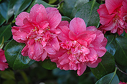 Spring Fever  Camellia (Camellia japonica 'Spring Fever') at Stonegate Gardens