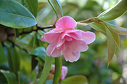 Scentsation Camellia (Camellia 'Scentsation') at A Very Successful Garden Center