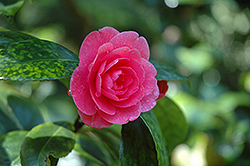 Can Can Camellia (Camellia 'Can Can') at Lakeshore Garden Centres