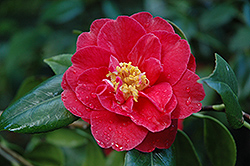 Adolphe Audusson Camellia (Camellia 'Adolphe Audusson') at A Very Successful Garden Center