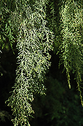 Huon Pine (Lagarostrobos franklinii) at Stonegate Gardens