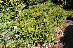 Mountain Totara (Podocarpus nivalis) at A Very Successful Garden Center