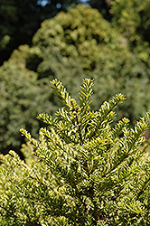 Mountain Totara (Podocarpus nivalis) at Stonegate Gardens