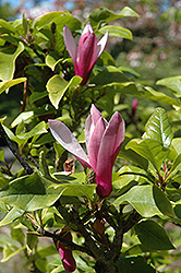 Burgundy Saucer Magnolia (Magnolia x soulangeana 'Burgundy') at Lakeshore Garden Centres