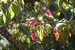 Taiwan Cherry (Prunus campanulata) at Stonegate Gardens