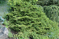 Reflexa Cat Tail Spruce (Picea abies 'Reflexa') at A Very Successful Garden Center