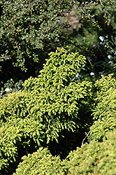 Tansu Dwarf Japanese Cedar (Cryptomeria japonica 'Tansu') at A Very Successful Garden Center
