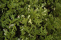 Silver Lode Falsecypress (Chamaecyparis pisifera 'Silver Lode') at Lakeshore Garden Centres