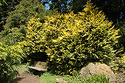 Hillier's Falsecypress (Chamaecyparis lawsoniana 'Hillieri') at A Very Successful Garden Center