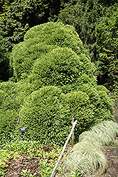 Cristata Japanese Cedar (Cryptomeria japonica 'Cristata') at A Very Successful Garden Center