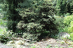 Prostrata Coast Redwood (Sequoia sempervirens 'Prostrata') at A Very Successful Garden Center