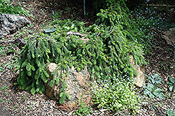 Emerald Spreader Deodar Cedar (Cedrus deodara 'Emerald Spreader') at Stonegate Gardens