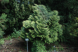 Chinese Incense Cedar (Calocedrus macrolepis) at A Very Successful Garden Center
