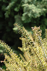 Needle Leaved Totara (Podocarpus acutifolius) at Stonegate Gardens