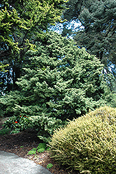 Foemina Dwarf Chinese Juniper (Juniperus chinensis 'Foemina') at A Very Successful Garden Center