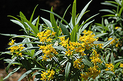 Willow Ragwort (Barkleyanthus salicifolius) at A Very Successful Garden Center