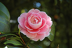 Glamour Girl Camellia (Camellia japonica 'Glamour Girl') at A Very Successful Garden Center