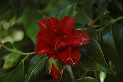 Black Prince Camellia (Camellia japonica 'Black Prince') at A Very Successful Garden Center