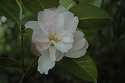 Stryker's Glory Camellia (Camellia 'Stryker's Glory') at Lakeshore Garden Centres