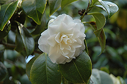 Purity Camellia (Camellia japonica 'Purity') at Stonegate Gardens