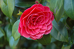 Glen No. 40 Camellia (Camellia japonica 'Glen No. 40') at A Very Successful Garden Center