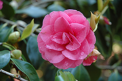October Magic Pink Perplexion Camellia (Camellia sasanqua 'Green 02-019') at Lakeshore Garden Centres