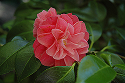 Countess of Orkney Camellia (Camellia japonica 'Countess of Orkney') at Lakeshore Garden Centres