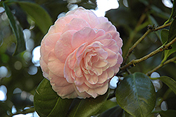 Pink Ball Camellia (Camellia japonica 'Pink Ball') at A Very Successful Garden Center