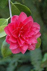 Te Deum Camellia (Camellia japonica 'Te Deum') at Stonegate Gardens