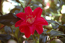 Colletti Camellia (Camellia japonica 'Colletti') at Stonegate Gardens