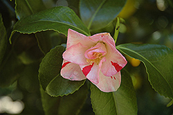 Dainty California Camellia (Camellia japonica 'Dainty California') at A Very Successful Garden Center