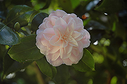 Eleanor Hagoos Camellia (Camellia japonica 'Eleanor Hagood') at Stonegate Gardens