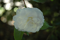 Marjorie Magnificent Camellia (Camellia japonica 'Marjorie Magnificent') at Stonegate Gardens
