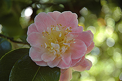 Panache Camellia (Camellia japonica 'Panache') at Lakeshore Garden Centres