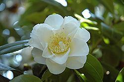 Lotus Camellia (Camellia japonica 'Lotus') at Lakeshore Garden Centres