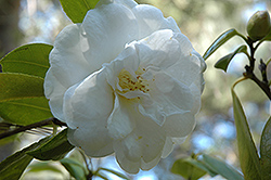 Lady Edinger Camellia (Camellia japonica 'Lady Edinger') at Stonegate Gardens