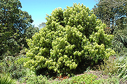 Long Leafed Yellowood (Podocarpus henkelii) at A Very Successful Garden Center