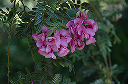 Cape Virgilia (Virgilia capensis) at Stonegate Gardens