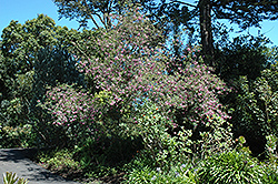 Cape Virgilia (Virgilia capensis) at Stonegate Gardens