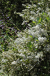 Millerton Point California Lilac (Ceanothus thyrsiflorus 'Millerton Point') at A Very Successful Garden Center