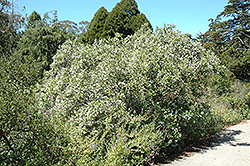Millerton Point California Lilac (Ceanothus thyrsiflorus 'Millerton Point') at A Very Successful Garden Center