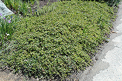 Little Sur Manzanita (Arctostaphylos edmundsii) at Stonegate Gardens