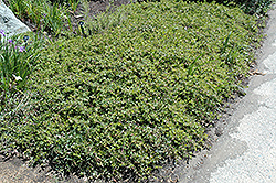 Little Sur Manzanita (Arctostaphylos edmundsii) at A Very Successful Garden Center