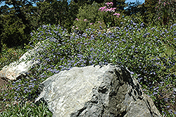 Santa Barbara California Lilac (Ceanothus impressus) at A Very Successful Garden Center