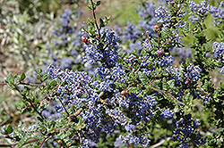 Nipomo Mountain Lilac (Ceanothus impressus 'var. nipomensis') at Stonegate Gardens