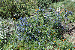 Nipomo Mountain Lilac (Ceanothus impressus 'var. nipomensis') at Stonegate Gardens