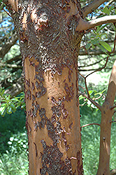 Pacific Madrone (Arbutus menziesii) at Stonegate Gardens