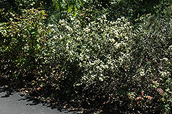 Coast Whitethorn (Ceanothus incanus) at A Very Successful Garden Center